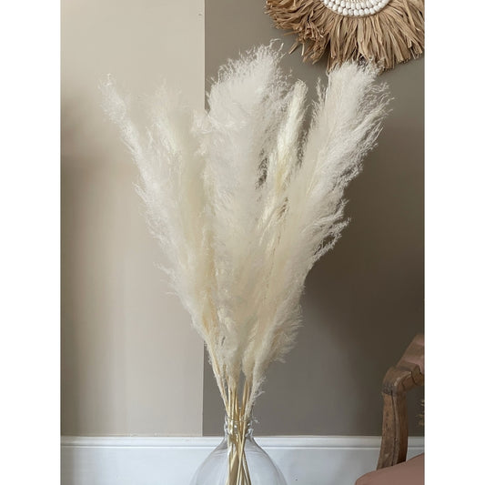 White Pampas Grass