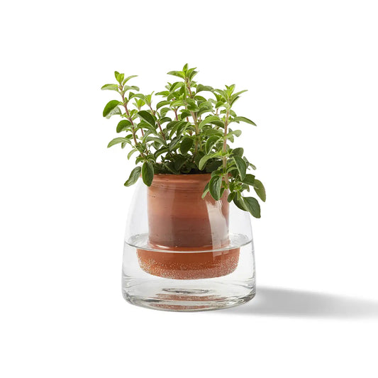 Glass + Terracotta Self-Watering Planter