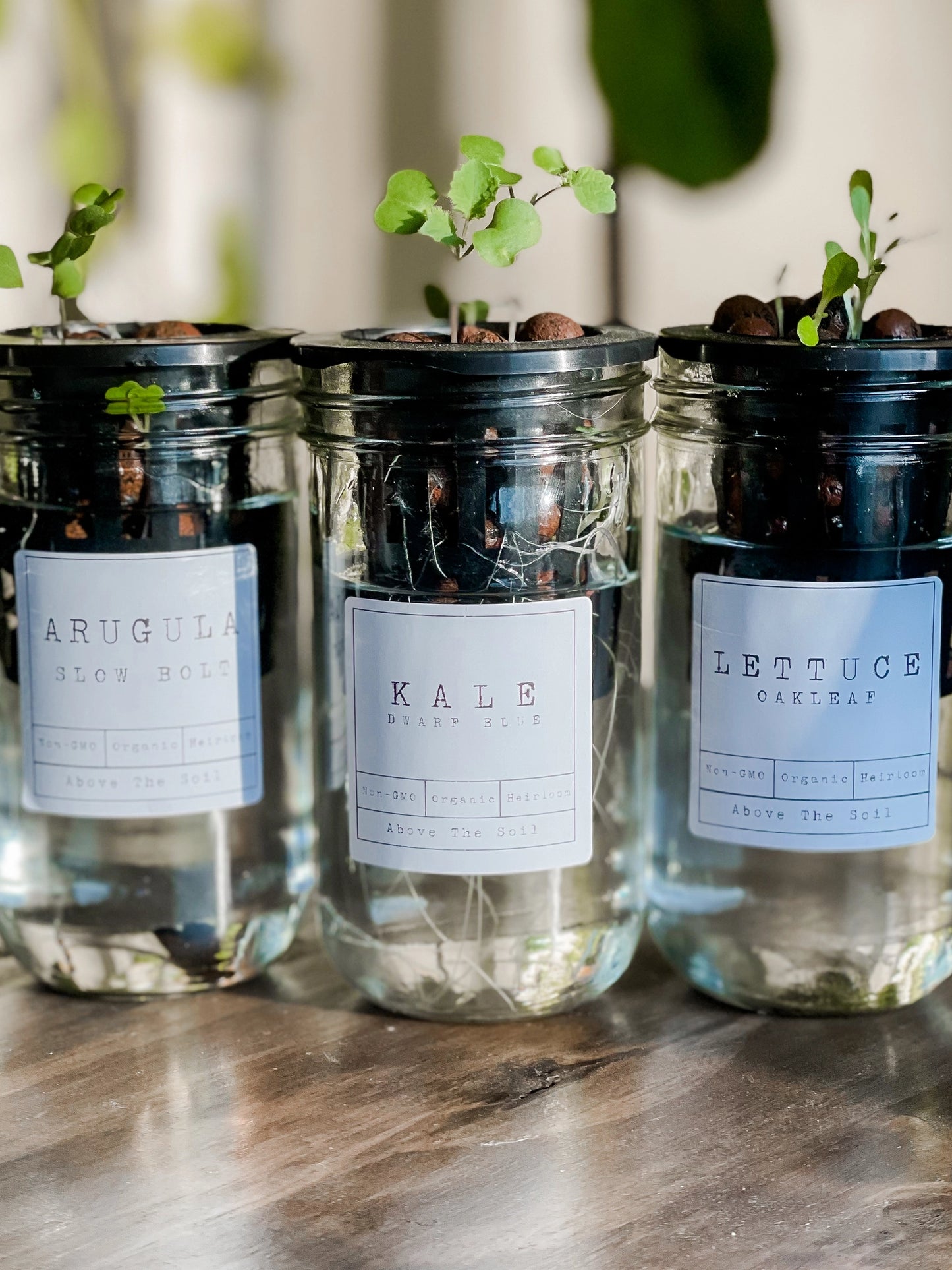 Glass Jar Semi-Hydroponic Herb Kit